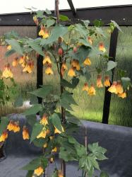 Abutilon Kentish Belle Abutilon Kentish Belle