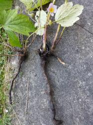 Herbstanemonen rosa zwei Knollen/Rhizome Herbstanemonen rosa zwei Knollen/Rhizome