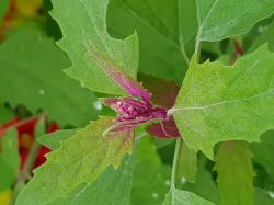 Magenta spreen oder Baumspinat Magenta spreen oder Baumspinat