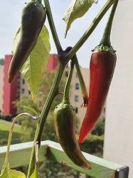 Chili Chili