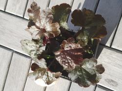 Heuchera, Purpurglöcklen Heuchera, Purpurglöcklen