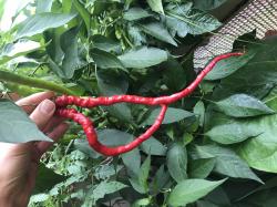 Chili “Whippet’s Tail” Chili “Whippet’s Tail”