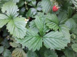 Walderdbeeren Walderdbeeren