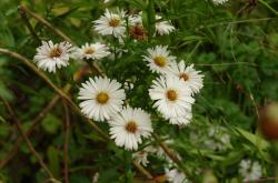 Aster, hohe Herbstaster, weiß Aster, hohe Herbstaster, weiß