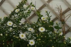 Aster, hohe Herbstaster, weiß Aster, hohe Herbstaster, weiß