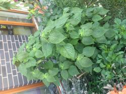 Perilla, Shiso grün Perilla, Shiso grün