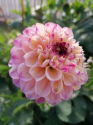 Dahlie Pompom, mehrfarbig Dahlie Pompom, mehrfarbig