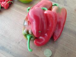 Ungarische Spitzpaprika Rot Ungarische Spitzpaprika Rot