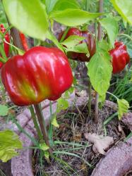 Paprika Benxi Paprika Benxi