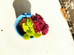 Sedum Fette henne hoch dunkelrot pink Sedum Fette henne hoch dunkelrot pink