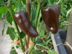 Chili Chilhuacle Negro Chili Chilhuacle Negro