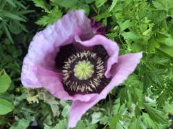 Samen Mohn, lila mit dunklen Punkten Samen Mohn, lila mit dunklen Punkten