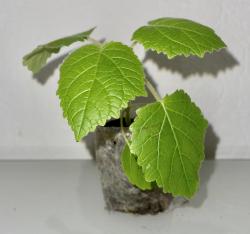 Kiri-Baum Kiri-Baum