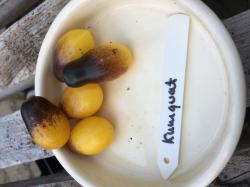 10 Tomatensamen Kumquat 10 Tomatensamen Kumquat