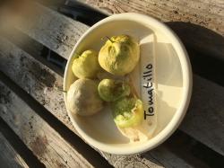 10 Samen Tomatillo 10 Samen Tomatillo