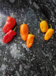 3x Snackpaprika "Lunchbox" 3x Snackpaprika "Lunchbox"
