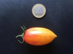 Farbenfrohe Tomaten - Nimm zwei von 5 angebotenen Sorten Farbenfrohe Tomaten - Nimm zwei von 5 angebotenen Sorten