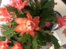Schlumbergera - Thor Wild Cactus - rot Schlumbergera - Thor Wild Cactus - rot