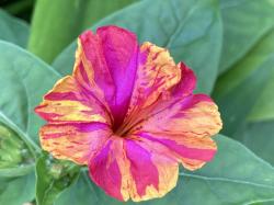 Wunderblume rot-gelb geprenkelt Wunderblume rot-gelb geprenkelt