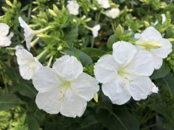 Wunderblume weiß Wunderblume weiß