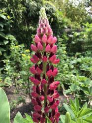 Rote Lupine Rote Lupine