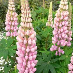 Rosa Lupine Rosa Lupine