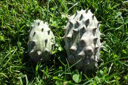 Kiwano - Horngurke Kiwano - Horngurke