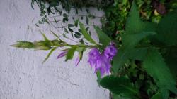 Wald-Glockenblume Wald-Glockenblume