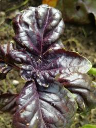 Basilikum Salatblatt rot