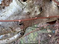 Stecklinge Minikiwi Stecklinge Minikiwi