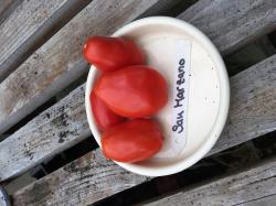 10 Tomatensamen San Marzano 10 Tomatensamen San Marzano