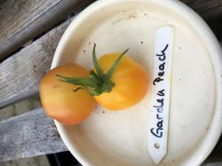 10 Tomatensamen Garden Peach 10 Tomatensamen Garden Peach