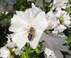 weiße Moschusmalve weiße Moschusmalve