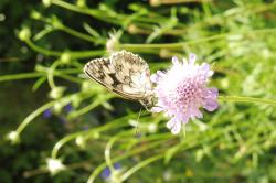 Gartenscabiose rosa Gartenscabiose rosa