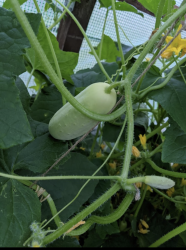 Gurke White Wonder Gurke White Wonder