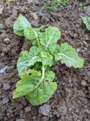 Ewiger Kohl ,junge Pflanze vom Herbst Ewiger Kohl ,junge Pflanze vom Herbst