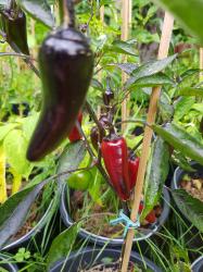 Chili "Count Dracula" Chili "Count Dracula"