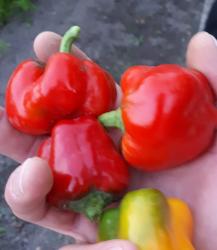 Paprika Snack Rot Paprika Snack Rot