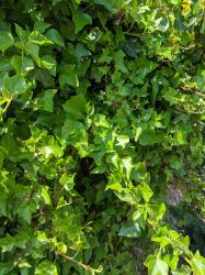 Stecklinge: Efeu Stecklinge: Efeu