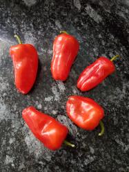 Snack - Paprika Lunchbox rot Snack - Paprika Lunchbox rot