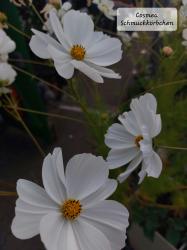 25 Stk weiße Cosmea 25 Stk weiße Cosmea