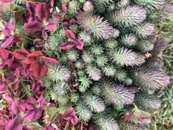 Sedum forsterianum - Samen Sedum forsterianum - Samen