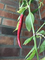 Gochu Chili Gochu Chili