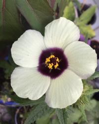 Stundenblume Stundenblume