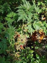 Dornenlose Brombeere Dornenlose Brombeere