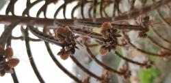 Blattknospen Brutblatt Kalanchoe delagoensis Blattknospen Brutblatt Kalanchoe delagoensis