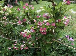 Weigelie Marjorie Weigelie Marjorie