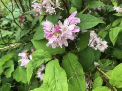 Deutzia rosa Deutzia rosa