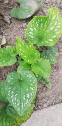 Brunnera macrophylla Brunnera macrophylla