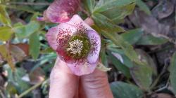 Helleborus Nummer 1 Helleborus Nummer 1